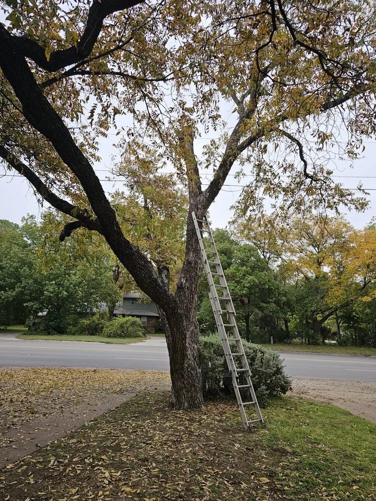 Affordable privacy fencing in Abilene, TX by B&E Tree