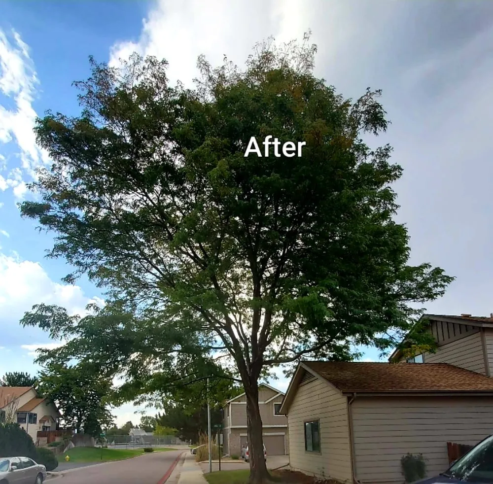Top-rated fence repair experts serving Arvada, CO - D&D Trees