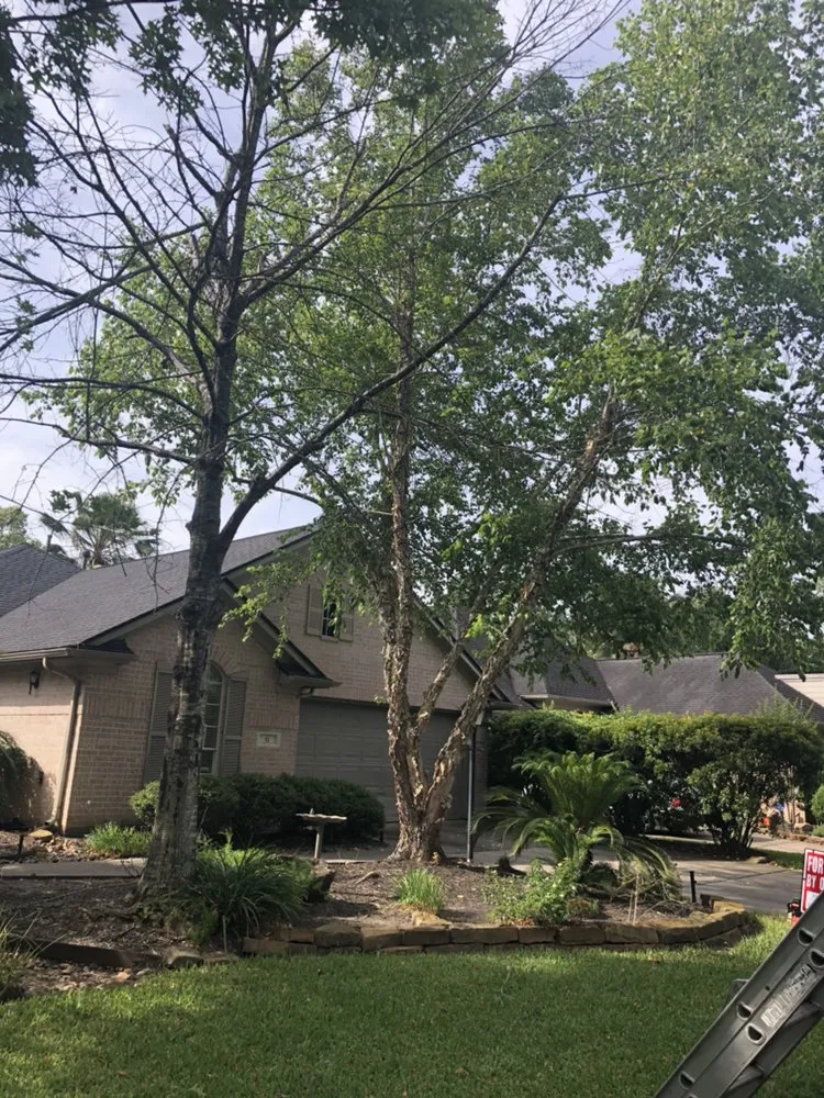 Top-rated privacy fencing in Spring, TX by First Texas Tree Services