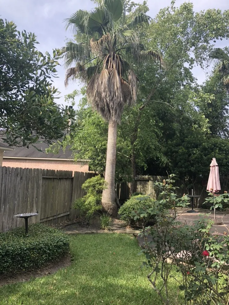 Expert wood fence service for homes in Spring, TX by First Texas Tree Services