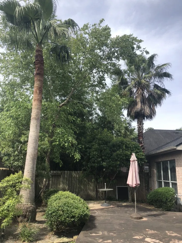 Affordable chain link fencing experts serving Spring, TX - First Texas Tree Services