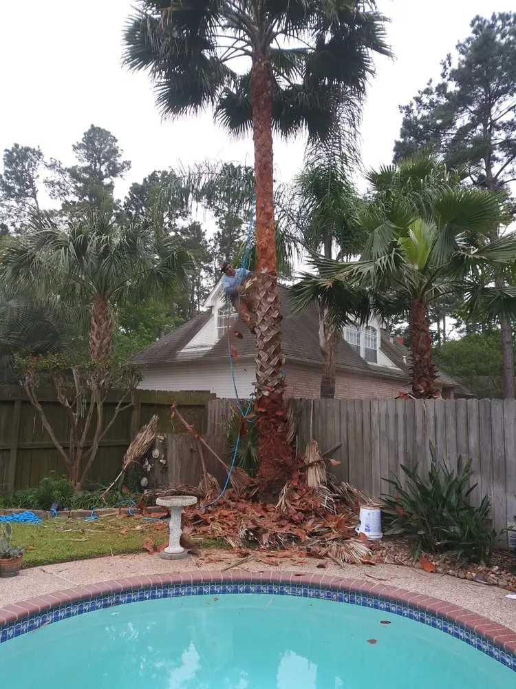 Top-rated chain link fencing service in Spring, TX - First Texas Tree Services