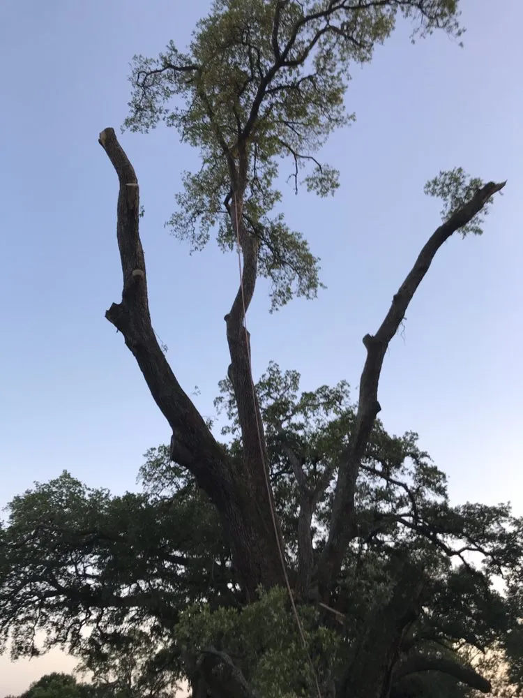 Expert fence repair service in Angleton, TX - Landyn Tree's