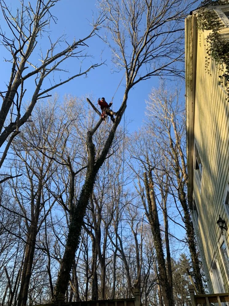 Affordable privacy fencing service in Cleves, OH - Mac & Trees