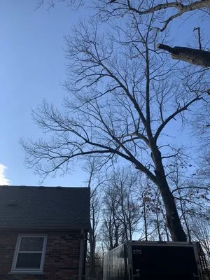 Mac & Trees