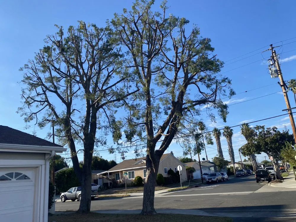 Professional chain link fencing in Azusa, CA by Manny’s Tree