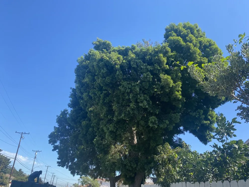 Local fence repair experts serving Azusa, CA - Manny’s Tree