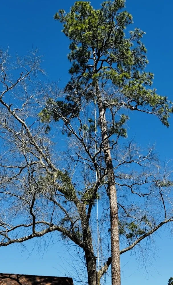 Professional wood fence service experts serving Spring, TX - M&J Tree Professionals