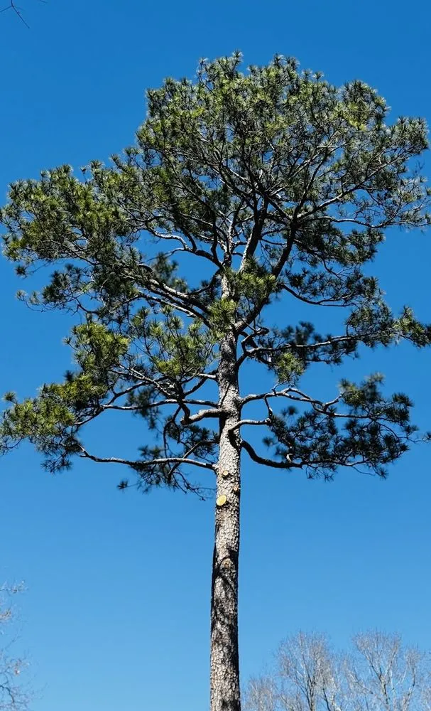 Quality fence installation service in Spring, TX - M&J Tree Professionals
