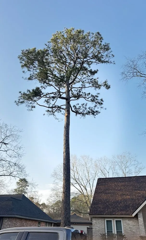 Quality fence repair service in Spring, TX - M&J Tree Professionals