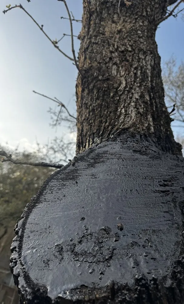 Expert fence repair experts serving Spring, TX - M&J Tree Professionals