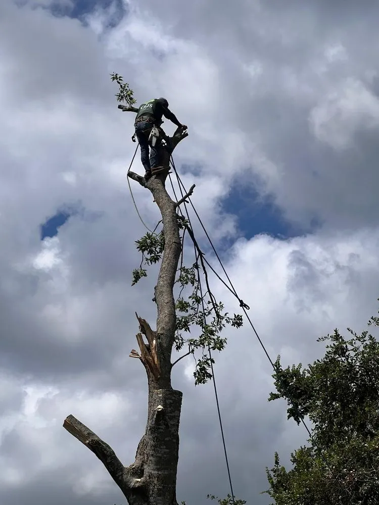 Affordable fence installation service in Buda, TX - Morales Tree Services