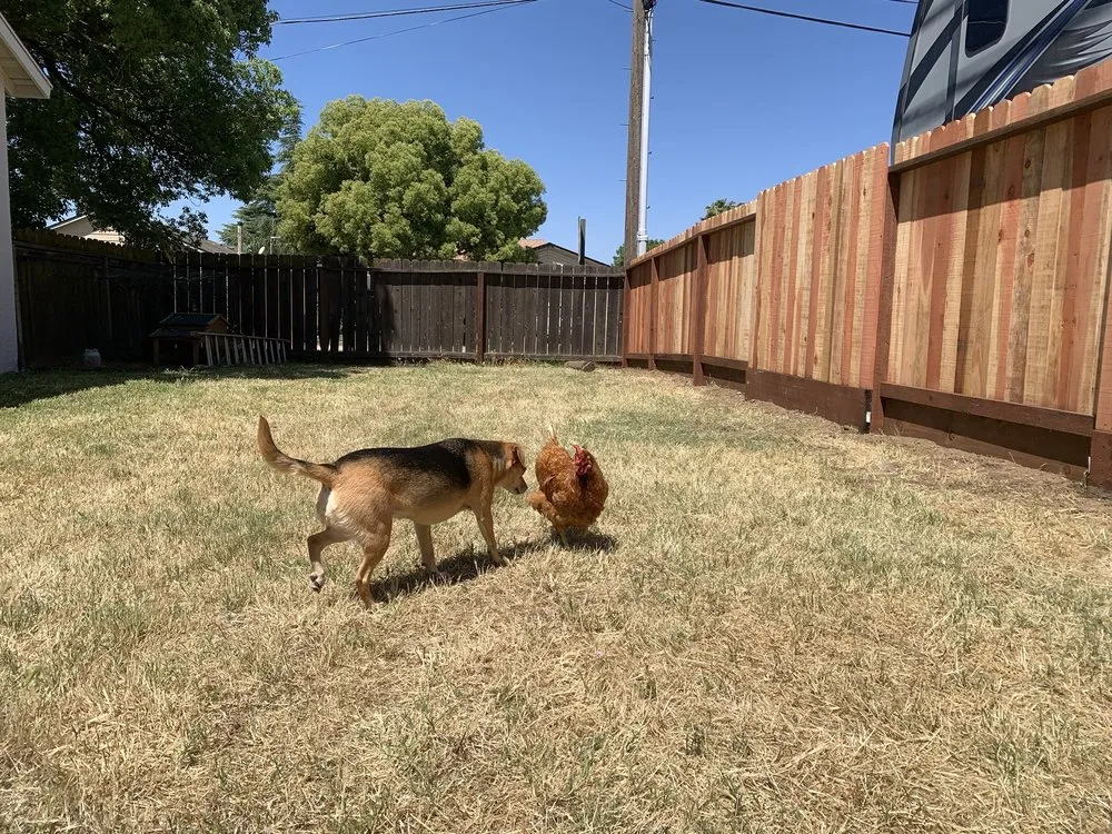 Top-rated fence installation in Modesto, CA by MV Solid Fencing