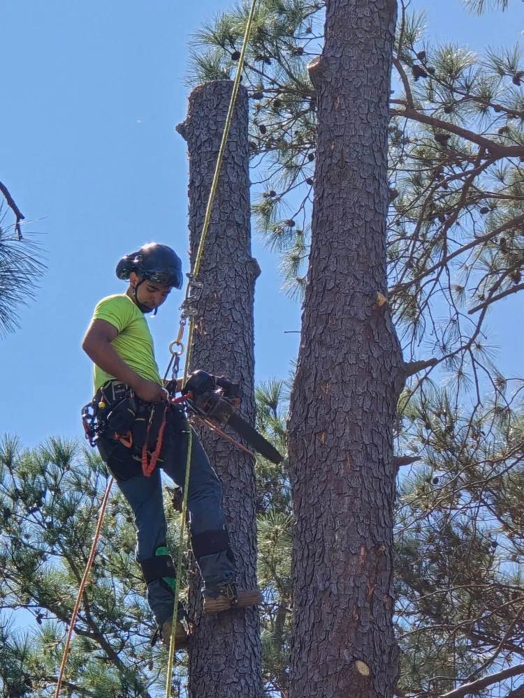 Expert wood fence service in Spring, TX by Phoenix Driven Services