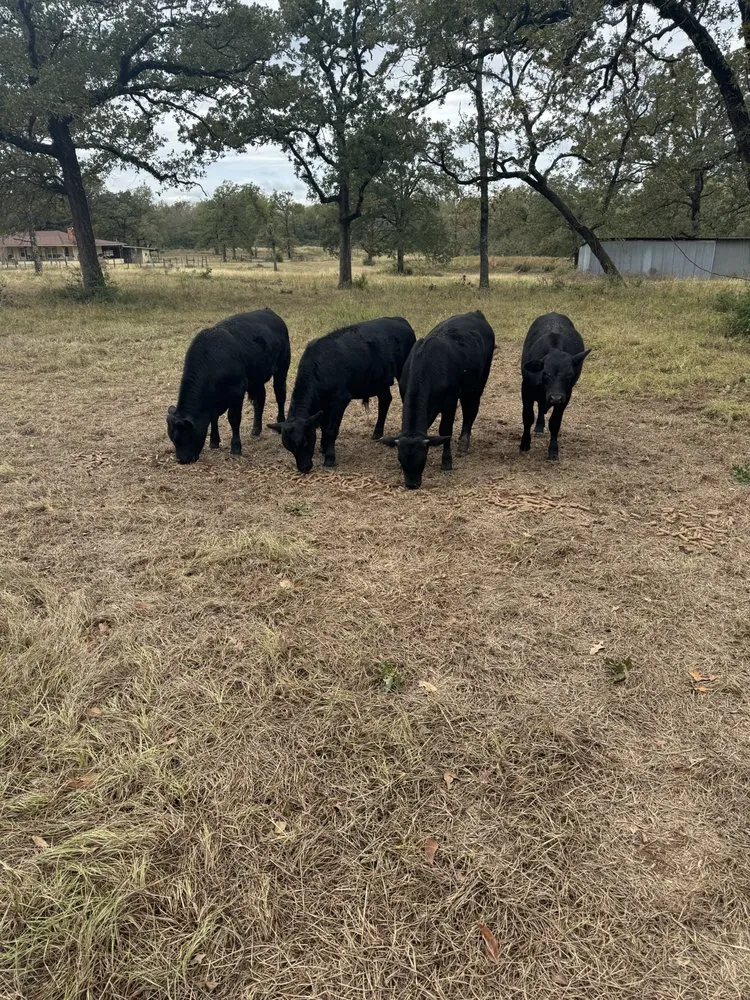Expert fence installation experts serving Centerville, TX - Sms Construction